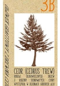 Ołówek 3B z drewna cedrowego CedrLove, St.Majewski
