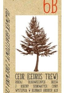 Ołówek 6B z drewna cedrowego CedrLove, St.Majewski