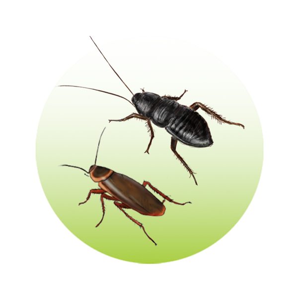 Zestaw 10x Pułapki na Prusaki i Karaluchy VACO - 20 sztuk pułapek - obrazek 4